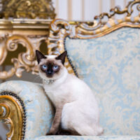 Cat2 Cat2